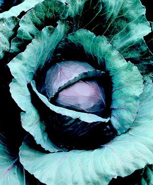 Red Cabbage